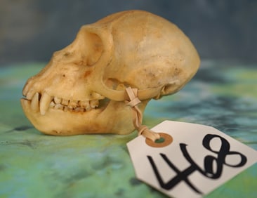 South African Complete Vervet Monkey Skull Taxidermy