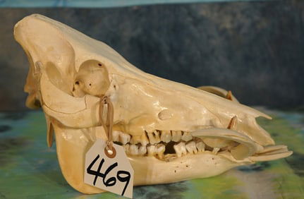 Wild Boar Complete Skull Taxidermy