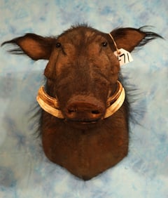Rare Central African Giant Forest Hog Shoulder Taxidermy Mount