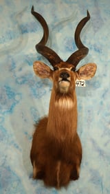 #4 All Time Record Book SCI African Zambezi Sitatunga Swamp Antelope Shoulder Taxidermy Mount
