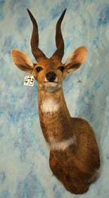 Record Class East African Masai Bushbuck Shoulder Taxidermy Mount
