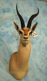 East African Grants Gazelle Shoulder Taxidermy Mount