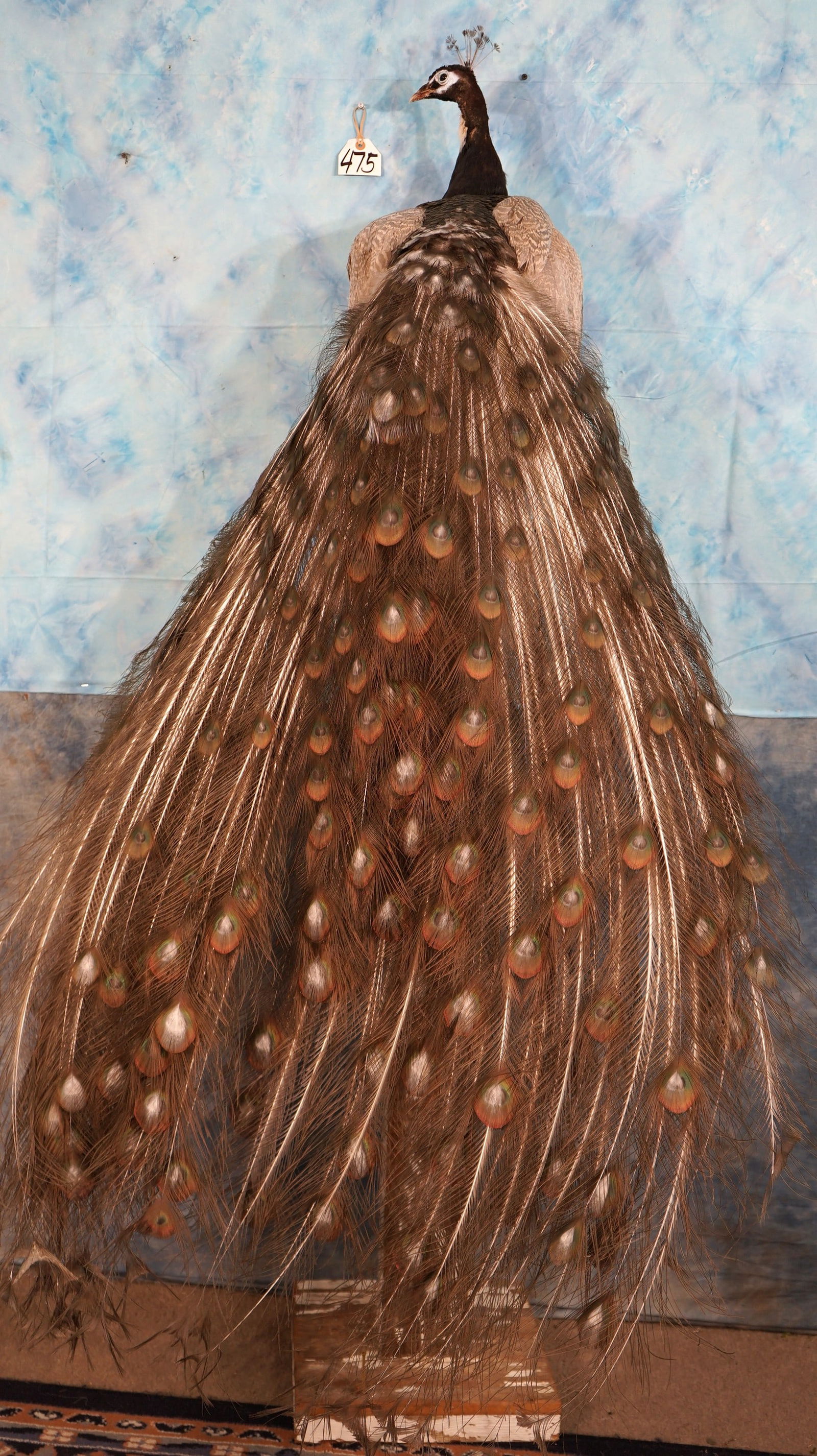 Beautiful Emerald White-Eyed Peacock Taxidermy Bird Mount (1 of 4)