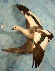 Cool Hybrid Barnacle Goose Flying Taxidermy Mount