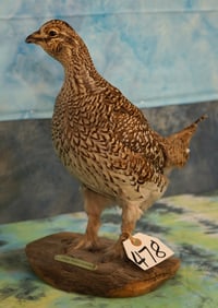 Sharptailed Grouse Taxidermy Bird Mount