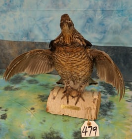 Ruffed Grouse Strutting Taxidermy Bird Mount
