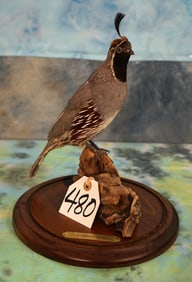 Gamble's Quail with Glass Case Taxidermy Mount