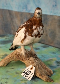 Cool! Willow Ptarmigan Taxidermy Bird Mount