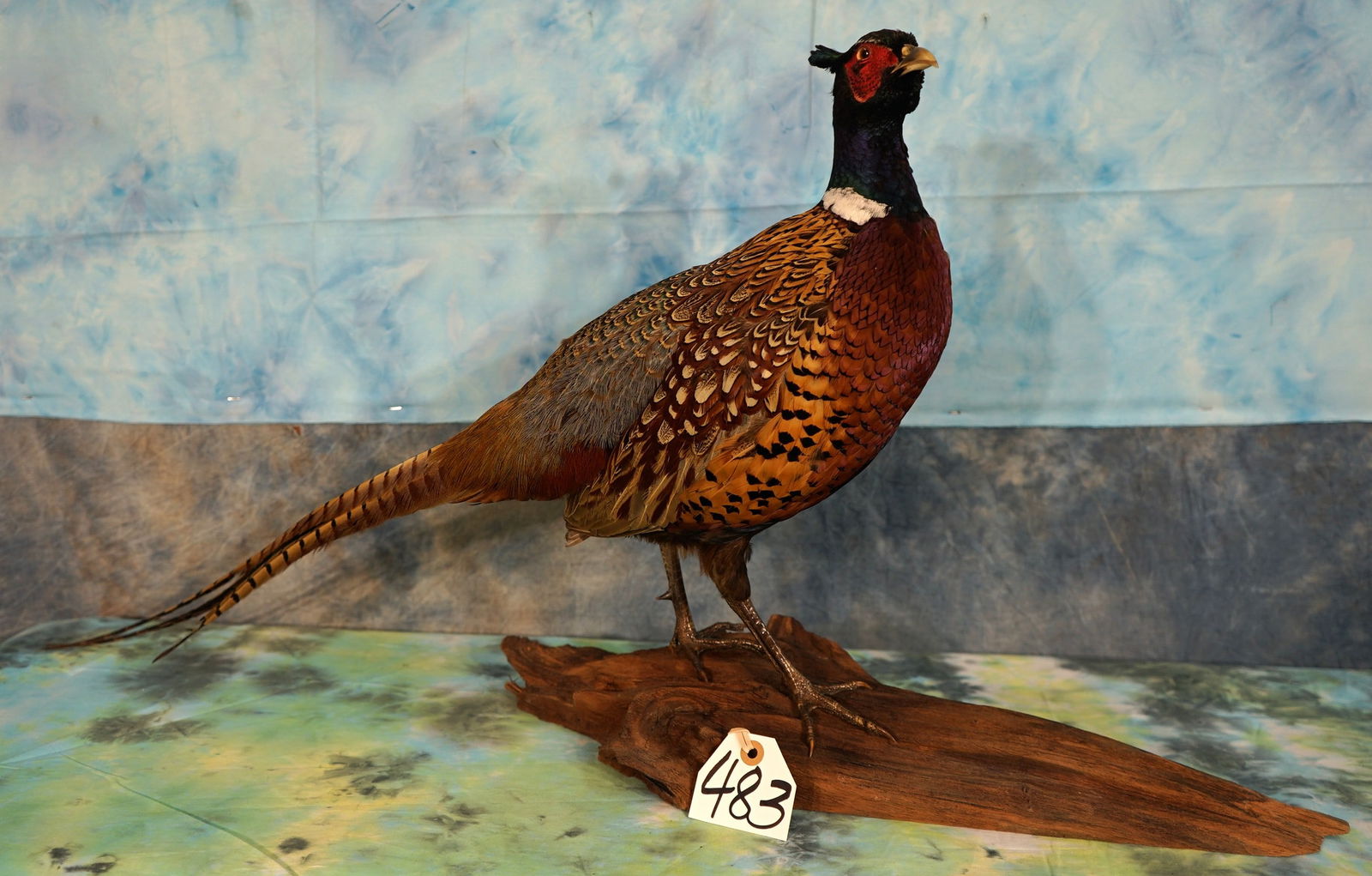 Brand New Ringneck Pheasant Taxidermy Bird Mount (1 of 4)