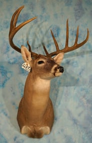 Very Nice 148 to 153 gross 10pts. Whitetail Deer Shoulder Trophy Taxidermy Mount