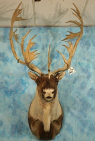 Central Canadian Barren Ground Caribou Shoulder Taxidermy Mount