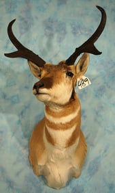 Wide Spread Pronghorn Antelope Shoulder Taxidermy Mount