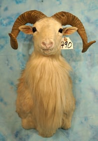 Texas Dall Sheep Shoulder Taxidermy Mount
