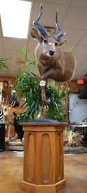 Half Body Record Book Sitatunga Swamp Antelope in Habitat Taxidermy Mount