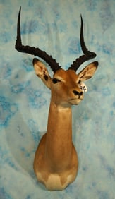 African Impala Ram Shoulder Taxidermy Mount