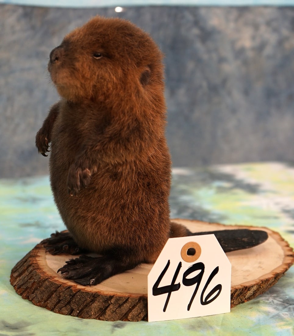 Baby Beaver Full Body Taxidermy Mount: This mount is brand new. It is in mint condition and the taxidermy quality is grade 10.