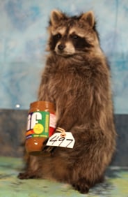 Brand New Raccoon Eating Peanut Butter Taxidermy Novelty Mount