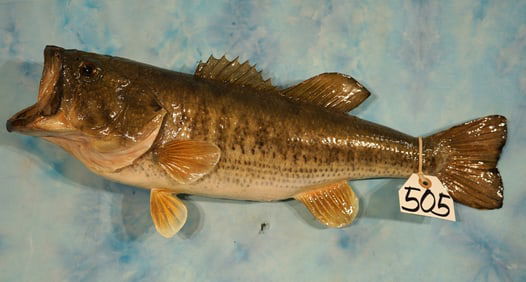 20 3/4" Real Skin Largemouth Bass Taxidermy Fish Mount