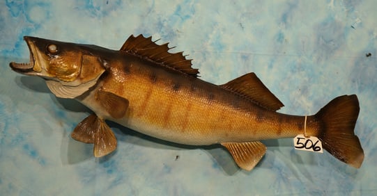 30 1/4" Real Skin Walleye Taxidermy Fish Mount