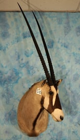 African Gemsbuck Antelope Shoulder Taxidermy Mount