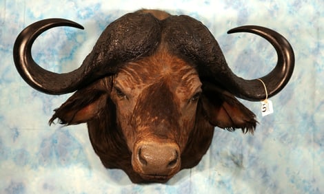 African Cape Buffalo Shoulder Taxidermy Mount