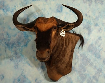 African Blue Wildebeest Offset Shoulder Wall Taxidermy Mount