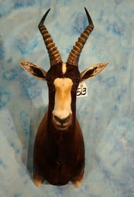 African Blesbuck Antelope Shoulder Taxidermy Mount