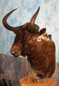 Black Wildebeest Shoulder Floor Pedestal Taxidermy Mount