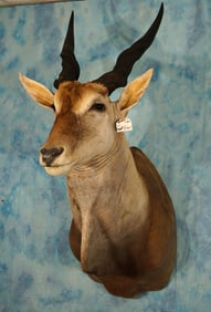 African Cape Eland Shoulder Taxidermy Mount