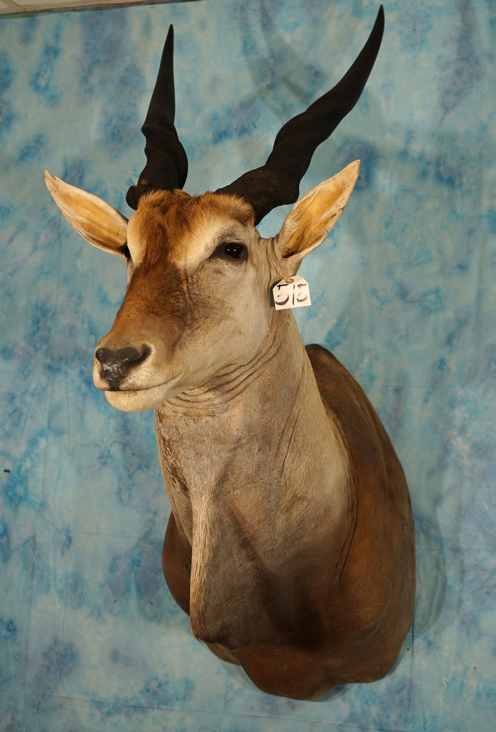 African Cape Eland Shoulder Taxidermy Mount (1 of 3)