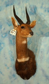 African Cape Bushbuck Shoulder Taxidermy Mount