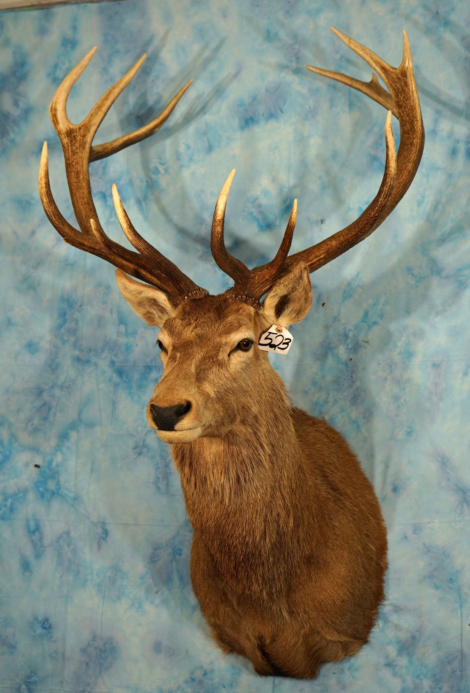 Red Stag Shoulder Taxidermy Mount (1 of 3)