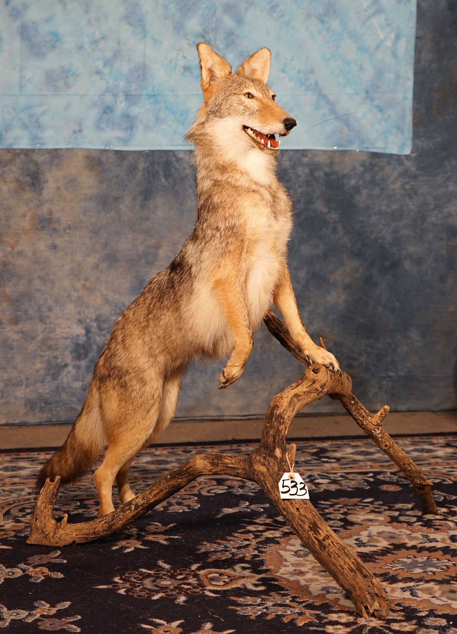 Beautiful Full Body Coyote Taxidermy Mount (1 of 4)