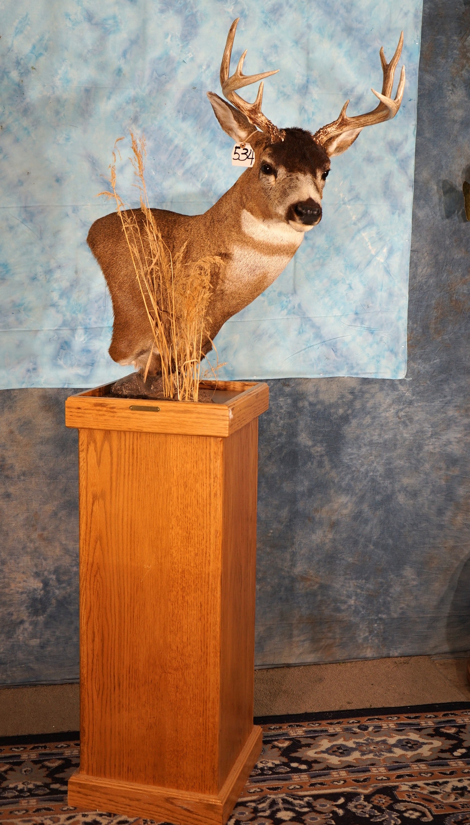 Alaskan Sitka Blacktail Deer Shoulder Floor Pedestal Taxidermy Mount (1 of 4)