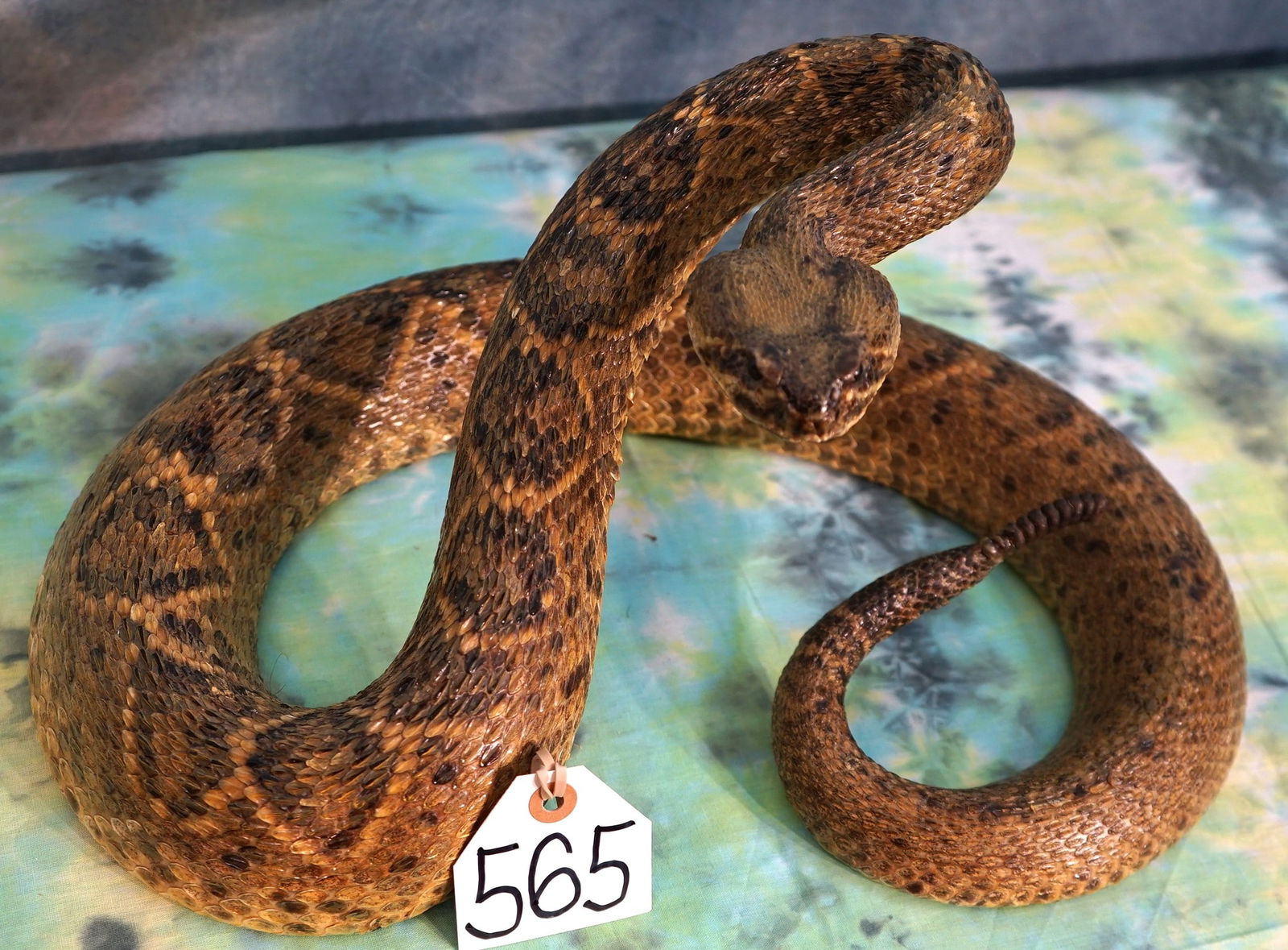 High Quality Diamond Back Rattlesnake Taxidermy Mount (1 of 4)