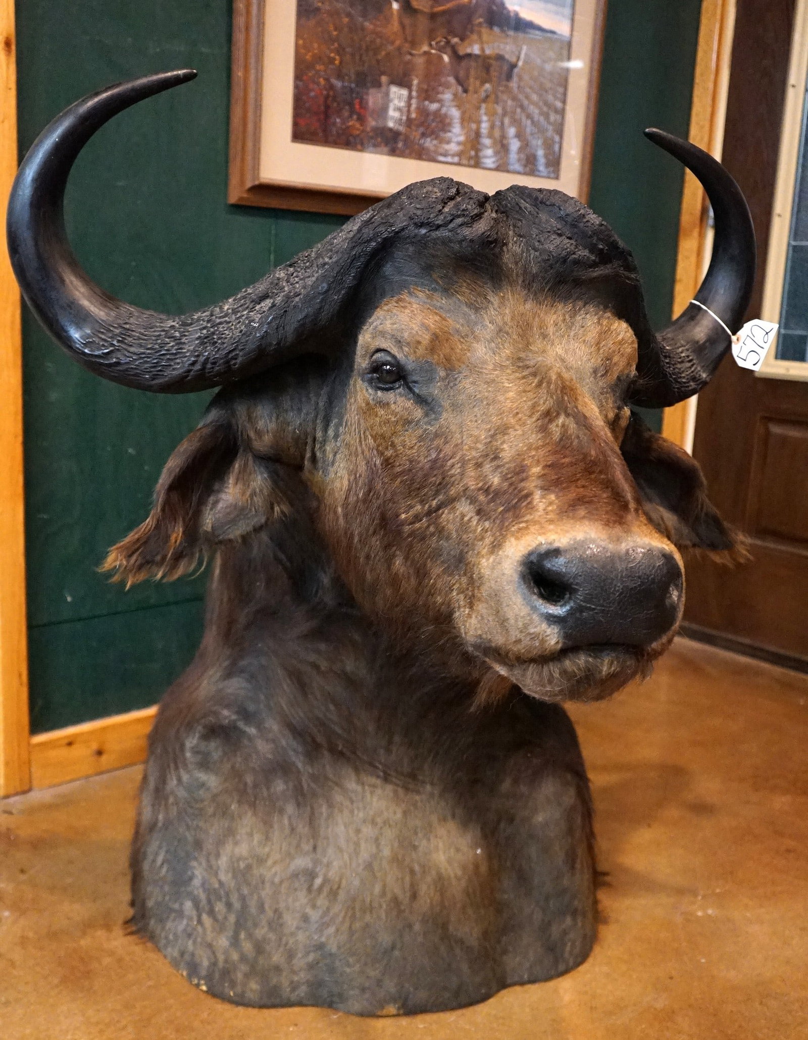 African Cape Buffalo Shoulder Pedestal Floor Taxidermy Mount: This is a good size mature Bull. The mount is clean and in excellent condition. The taxidermy quality of this mount is well above average, and the mount grades a high 9.5.