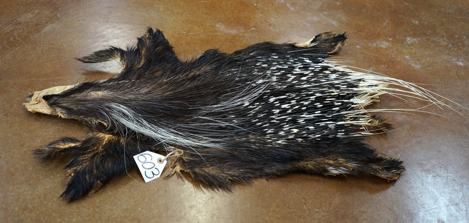 African Porcupine Full Tanned Skin Taxidermy: Expertly Tanned and professionally prepared and this skin make a great decoration in any home, lodge, mancave, etc..