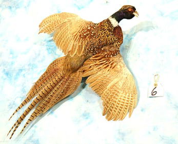 Flying Ringneck Pheasant Taxidermy Bird Mount