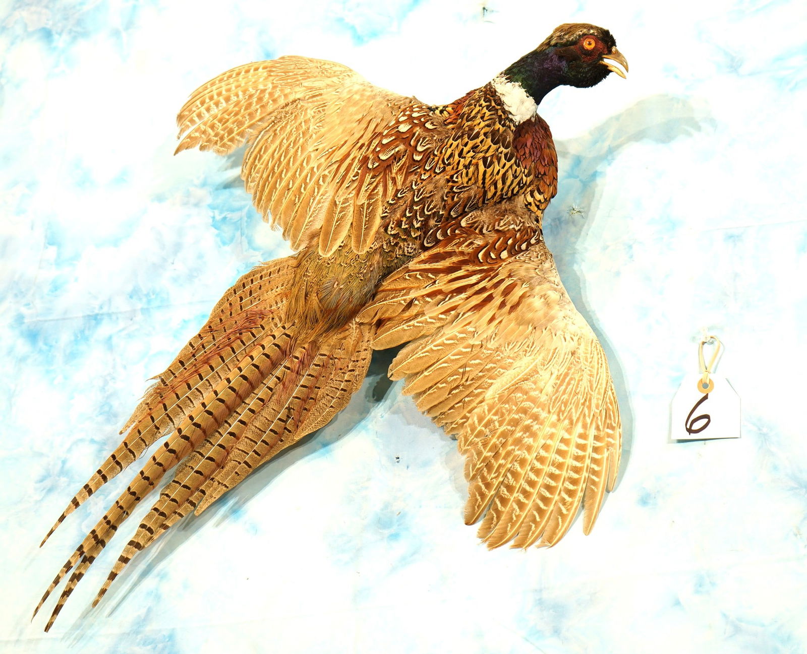 Flying Ringneck Pheasant Taxidermy Bird Mount (1 of 2)