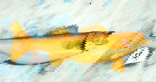 25 3/4" Real Skin Walleye Taxidermy Fish Mount
