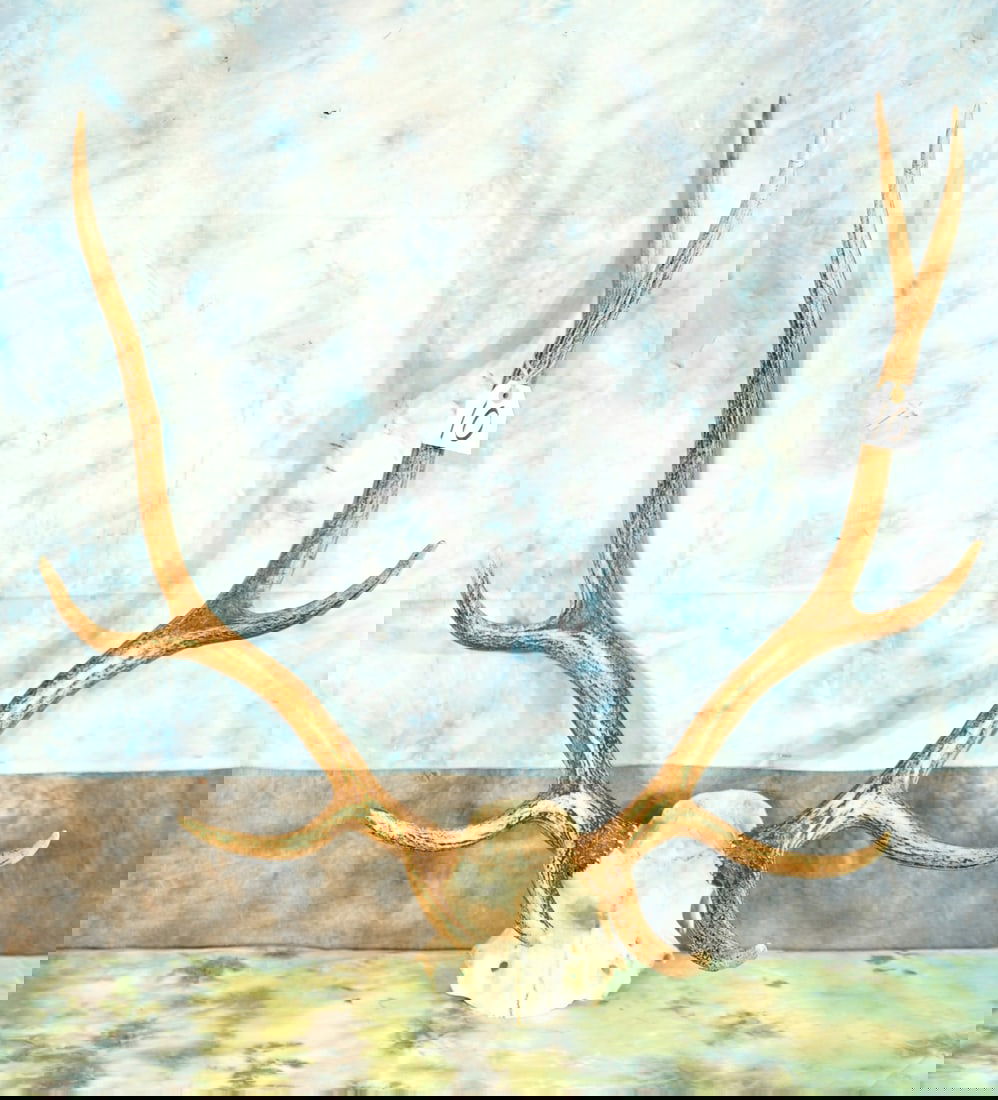 5 x 4 Elk Rack Taxidermy Antler Mount (1 of 3)