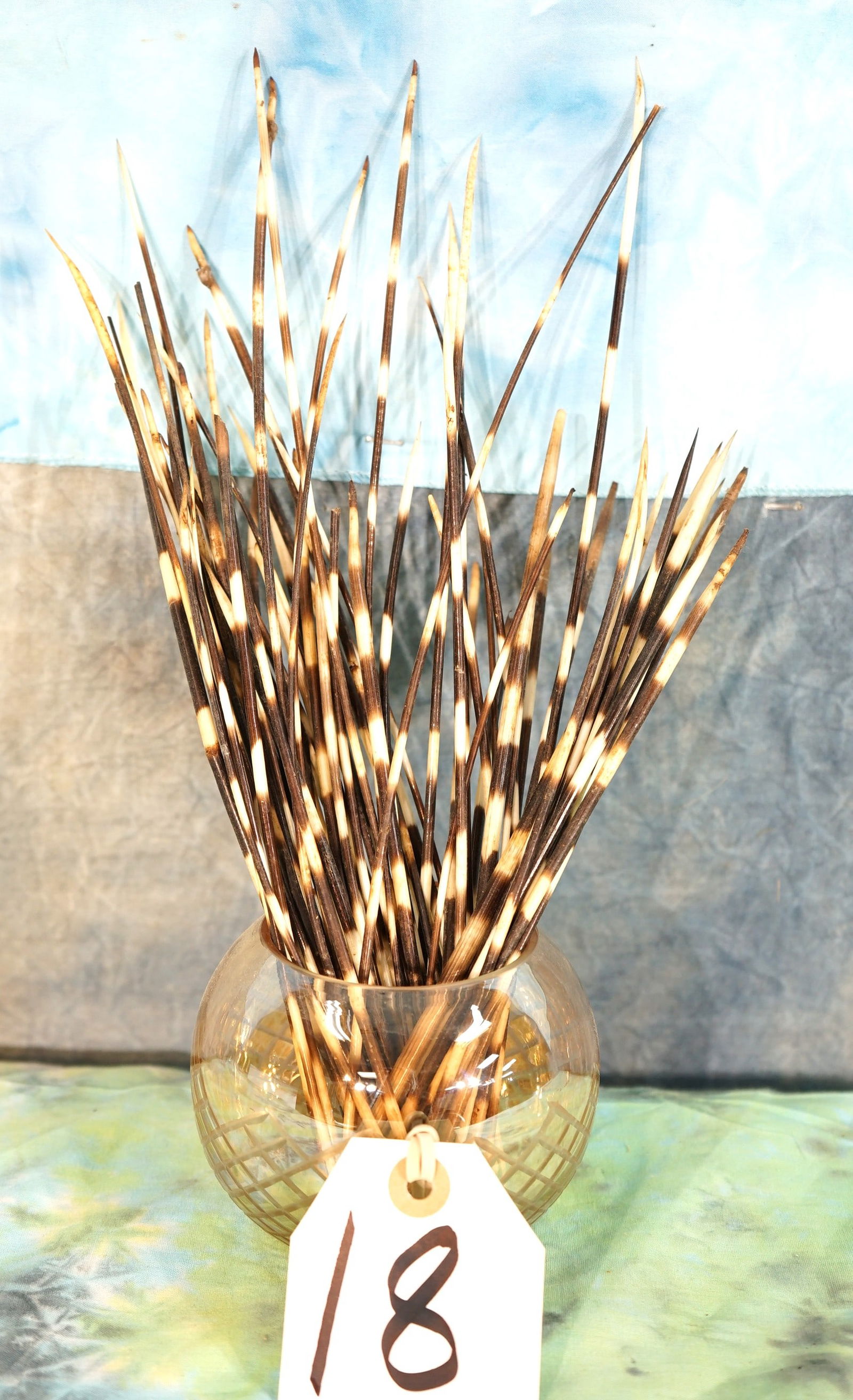 Display Jar of African Porcupine Quills Taxidermy: The Quills of the African Porcupine are quite long and beautiful. They make a great display item and conversation piece.