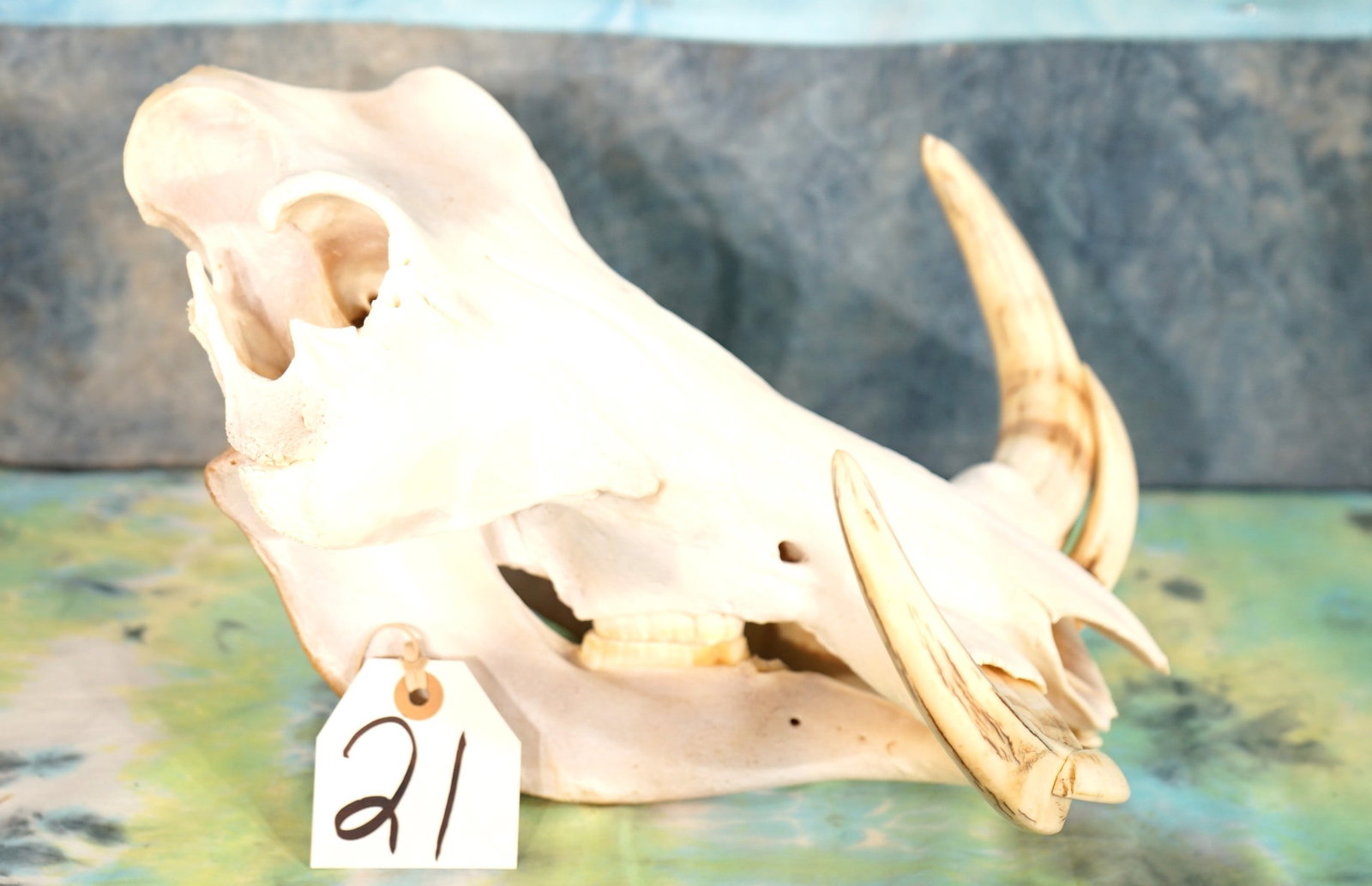 Complete African Warthog Skull Taxidermy: This skull is missing two small teeth. The skull as well as the tusk are in excellent condition. This is a good size and mature Warthog.