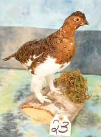 Beautiful Alaskan Fall Phase Ptarmigan Taxidermy Bird Mount