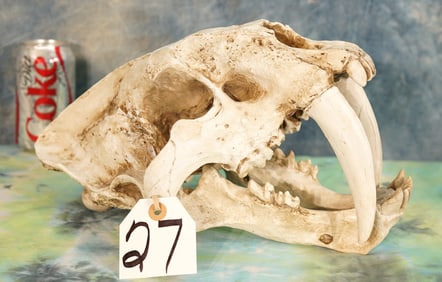 1 x 1 Actual Size Sabortooth Tiger Fiberglass Reproduction Skull Taxidermy