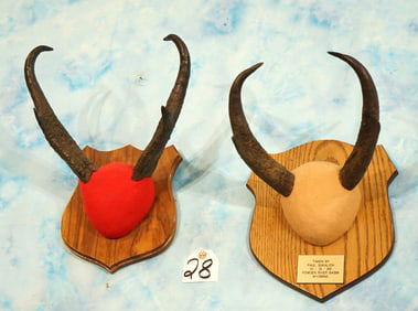 Pair of Pronghorn Antelope Horns on Plaques Taxidermy