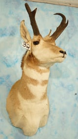 Pronghorn Antelope Shoulder Taxidermy Mount