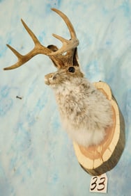 Brand New Jackalope Shoulder Taxidermy Mount