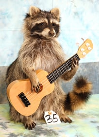 Brand new! Guitar Playing Raccoon Novelty Taxidermy Mount