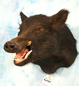 Black Feral Hog or "Wild Boar" Shoulder Taxidermy Mount